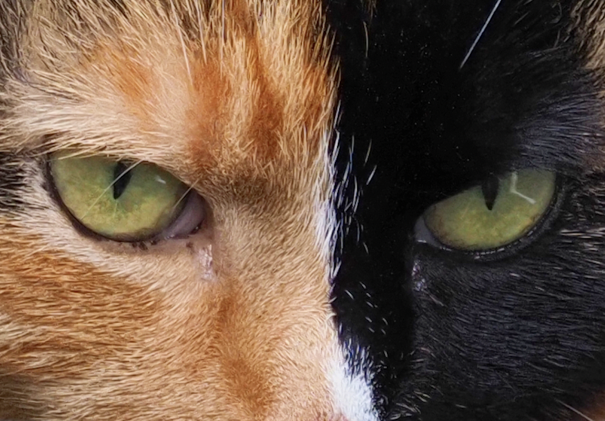 A cropped photograph of the eyes and surrounding fur of a cat's face. The cat is a chimera with green eyes, the left side of her face coloured black and the right side orange. The cat's name is Damsel.
