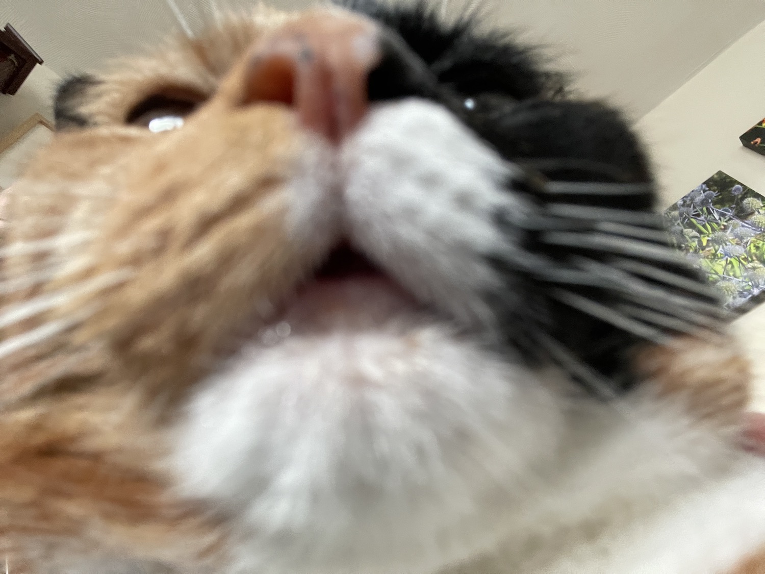 A blurry, close-up photograph of a cat's face, taken unflatteringly from below. Her mouth is slightly ajar and the overall look is goofy. The cat is a chimera with green eyes, the left side of her face coloured black and the right side orange. The cat's name is Damsel.